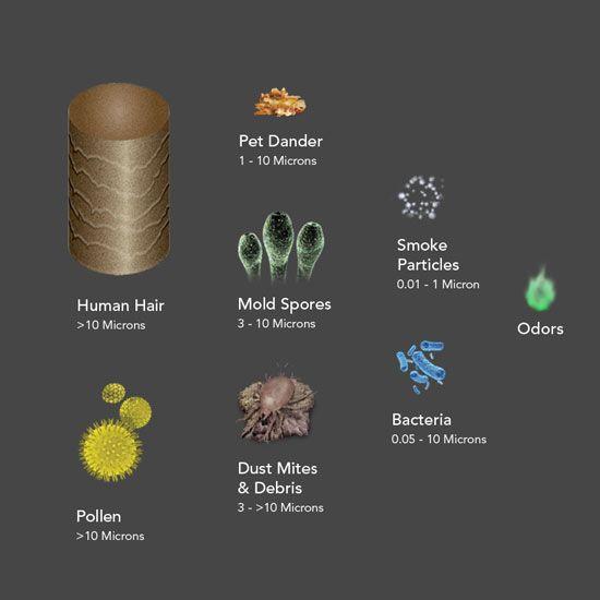 AC 2 Stage Protection Image showing AC350 Purifier 2 Stage Protection against Human Hair > 10 Microns, Pet Dander 1 - 10 Microns, Bacteria 0.05 - 10 Microns, Mold Spores 3 - 10 microns, Odors, Pollen > 10 microns, Dust Mites & Debris 3 - > 10 Microns, Smoke particles 0.01 - 1 microns.
